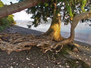 beach tree